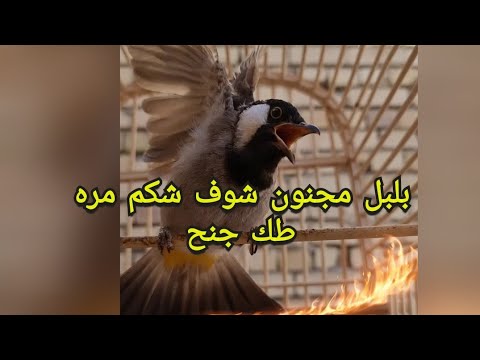 احلى تغريد بلبل أليف تعال شوف شكم مره طك جنح