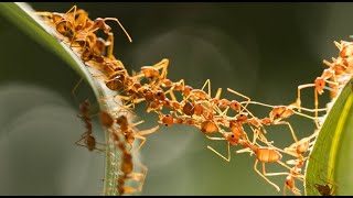 Behavioral Ecology (Foraging, Parasitism, Mutualism, Mate Choice, and Social Groups)