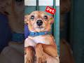 Ele veio aqui me ver! O Pet maravilhoso ( Cachorrinho  ) Maicão!