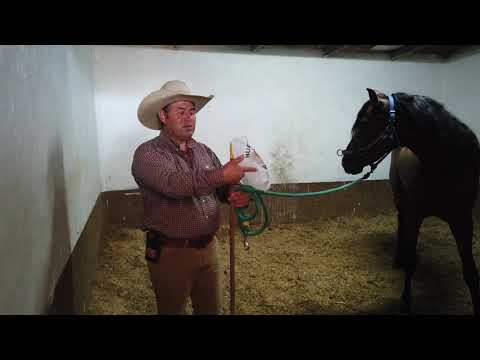 Video: Cómo manejar un caballo asustado