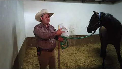 ¿Cómo se gana la confianza de un caballo asustado?