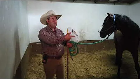 ¿Qué calma a un caballo?