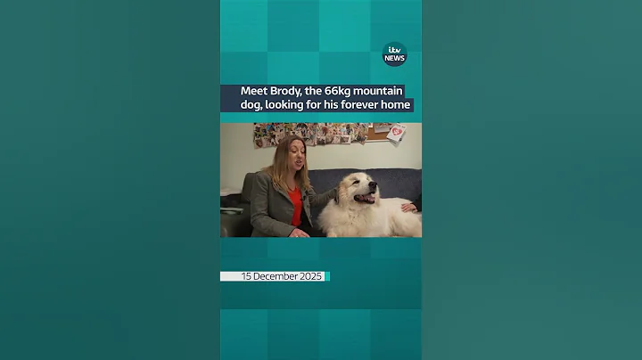 Meet Brody, the 66kg mountain dog, looking for his forever home | ITV News