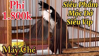 20/5-Thanh Lý 1Cặp Mộc Dở Siêu Vip Bộ Khủng/Siêu Gấu Chó/Máy Ché Phí 1.800k-Bổi Bẫy Đấu Núi Đá #600k