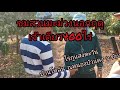 ชมสวนเพื่อนบ้าน EP. 2 ชมไร่ภูแสงตะวัน | สวนมะม่วง400ไร่