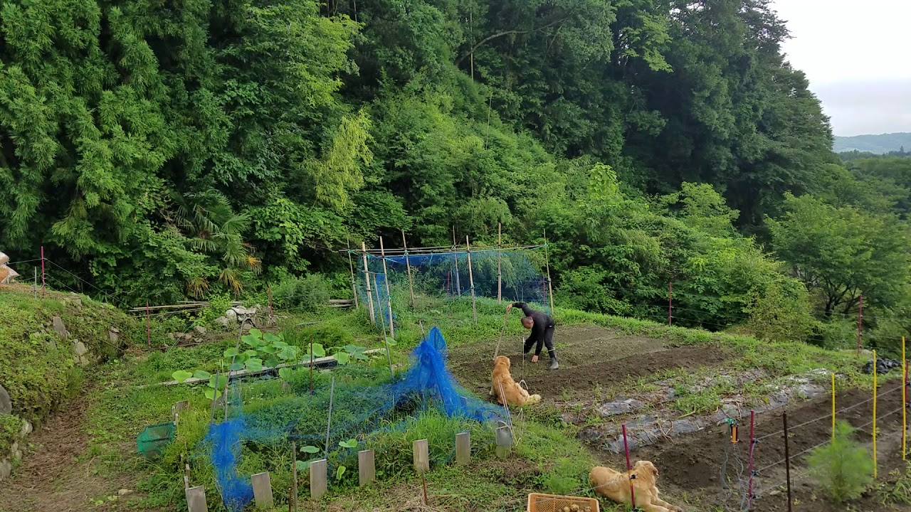 癒し動画 うさぎ 餅キビ種撒き、Golden Retrieverが見守り隊エゴノキ挿し木、モリアオガエルのオタマ