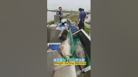 Fresh fish weight sorting machine In-Motion weighing sorter #fish #packaging #machine #equipment