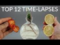 1600 Days in 8 Minutes - TOP 12 PLANT TIME-LAPSES