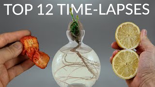 1600 Days in 8 Minutes  TOP 12 PLANT TIMELAPSES