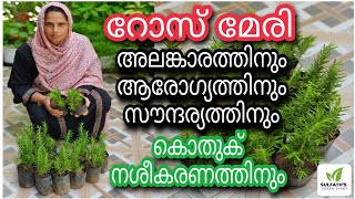 റോസ് മേരി പ്ലാന്റ് | Rosemary Plant Malayalam | Rosemary Plant Benefits | How to Plant Rosemary