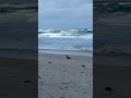 Seal playing in the sand at Seal Bay on Kangaroo Island