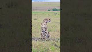 Cheetah Poses For Pictures 🐆🐆🐆#Wildlife #Safari @robtheranger