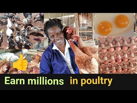 How to start poultry farming in a small piece of land and earn over two ...