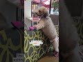 SHE IS PATIENTLY WAITING TO SEE HIM😍🥰 TRUE LOVE FROM YOUR PET #pet #petlover #shortvideo #2025 #cute