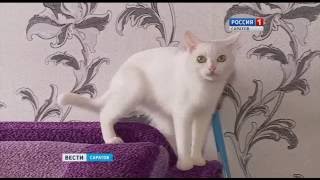 С кем оставить домашнего питомца на время отпуска? С кем оставить домашнего питомца на время отпуска?