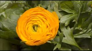 Molla Camii Kasidesi