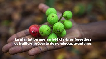 Lutter contre la déforestation – L’agroforesterie