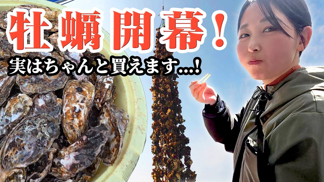 【始動】牡蠣剥き＆販売が開幕！不作と言えど…現場のリアル！