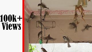 Sparrow Returns | A House Sparrow Documentary