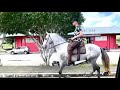 Irado do Rancho do Guru | Garanhão de marcha picada registrado no MM | Cavalo de Patrão 🐎💥