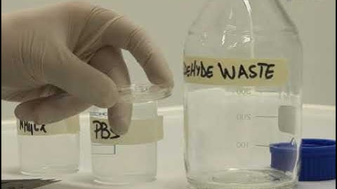 Investigating Synaptic Vesicle Pools through Photoconversion of Styryl Dyes