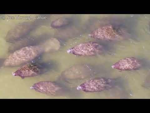 170 Manatees and Some Jumping Dolphins in St Petersburg, FL