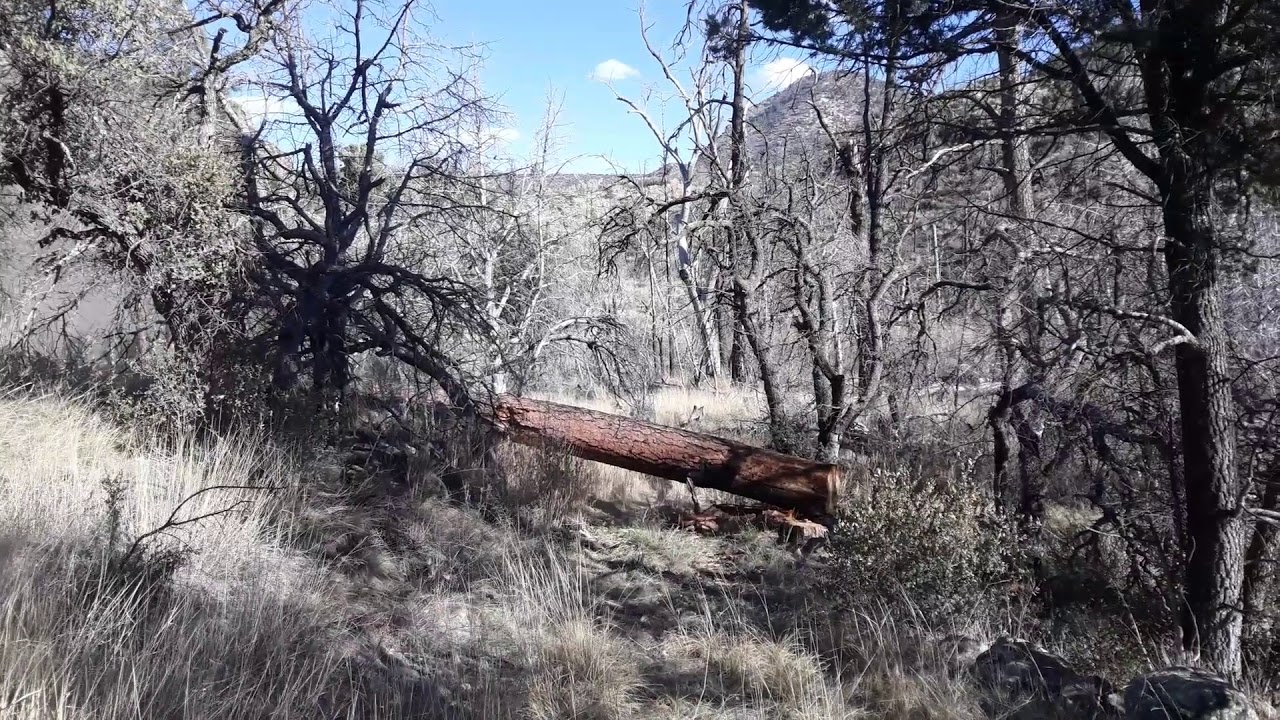 Dropping a big pine tree - YouTube