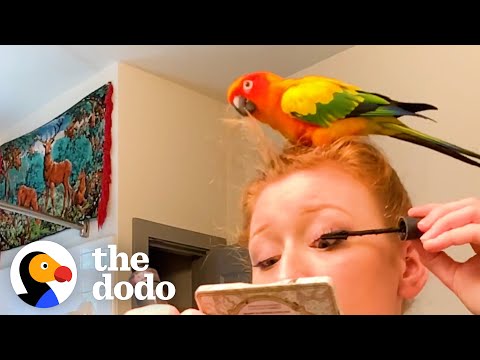 Video: Un dulce Conure ca o pasăre de companie: un papagal afectiv și deștept