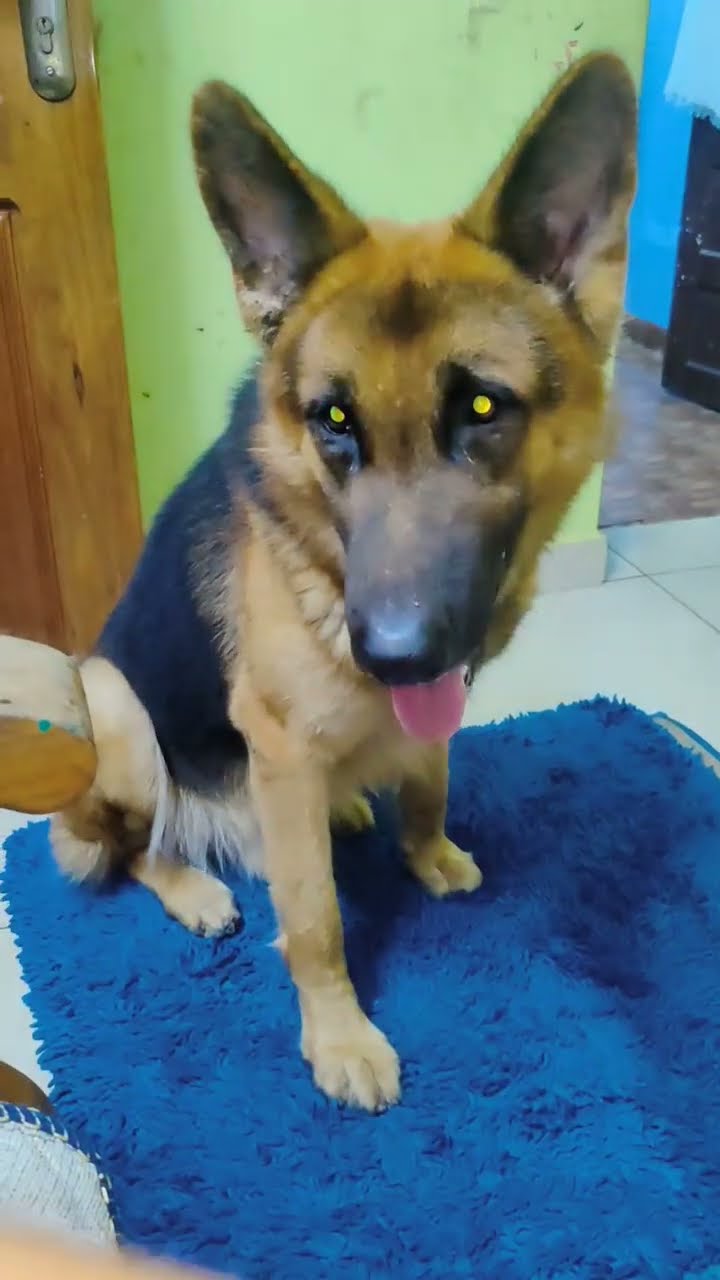 ചിപ്സ് catch എടുക്കാൻ ഉള്ള ശ്രെദ്ധയണെ ️ അത് എങ്ങനെ എറിഞ്ഞാലും അവ ...