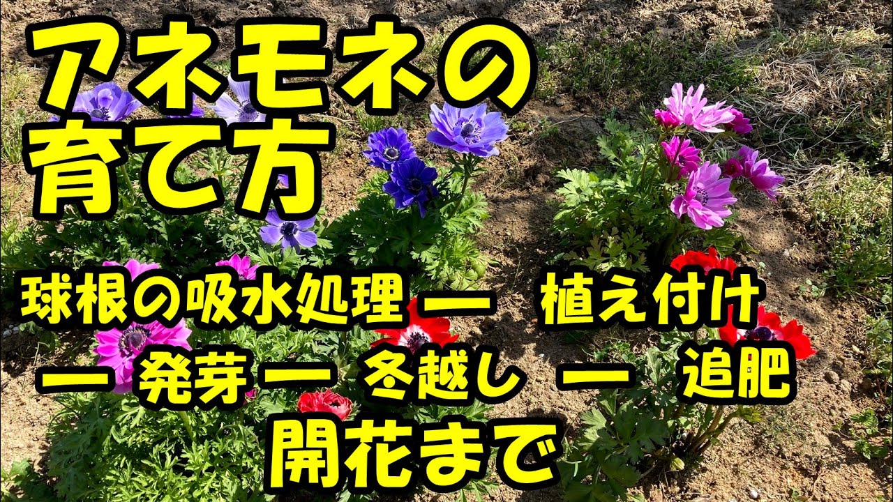 アネモネの育て方 植え付けから開花まで How To Grow Anemones From Planting To Flowering Youtube