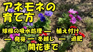 アネモネの育て方 植え付けから開花まで How To Grow Anemones From Planting To Flowering Youtube