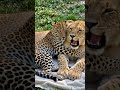 leopard cub and lion cub playing together