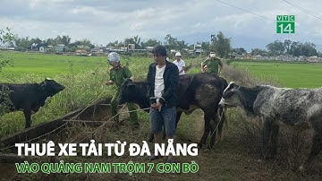 Thuê xe tải từ Đà Nẵng vào Quảng Nam t.r.ộ.m 7 con bò | VTC14