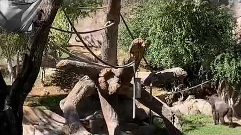 Gorilla Winston Family ゴリラ　ウィンストン家族の午後　02182019　サンディエゴサファリパーク