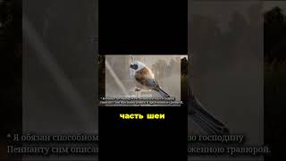 Удивительное гнездо ремиза: природа творит чудеса! #птицы #природа #гнездо #ремиз #природныечудеса