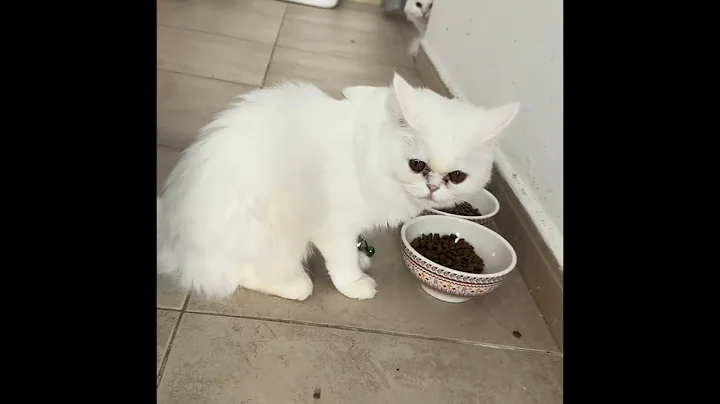 Video 11546211: persian cat playing, kitten cutecat pets meow, pets meow cute kitten