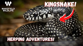 BABY Indigo Snake, Rattlesnakes, Kingsnakes and more! Herping the US
