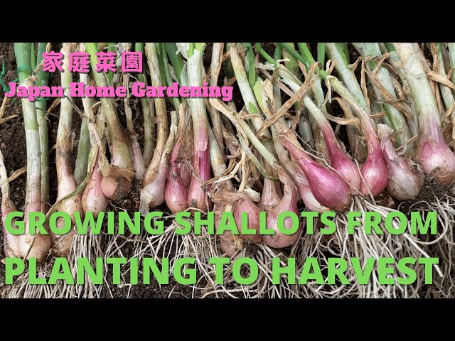 How to Plant, Grow, and Harvest Shallots - Harvest to Table