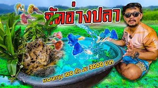 จัดอ่างปลาหางนกยูง 100 ตัว ด้วยกระบะปูน งบ 3000 บาท