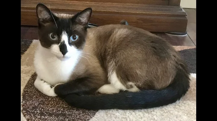 Watch the video about Cute Snowshoe Cats- Holiday Special 2021