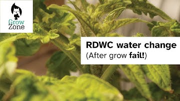 RDWC water change and new tomato plants added. The others didn