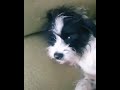 Staurt o cachorrinho mais lindo do planeta