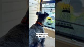 Dog recognizes his Grandpa’s Car #minischnauzer