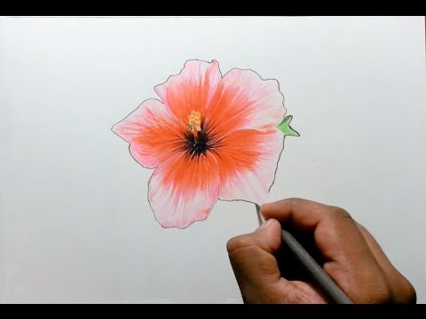 Featured image of post Hibiscus Flower Drawing Colour Easy - Collection of hibiscus flower drawings (51) easy to draw flowers hibiscus hibiscus flower coloring pages