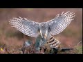 Sparrowhawk in flight