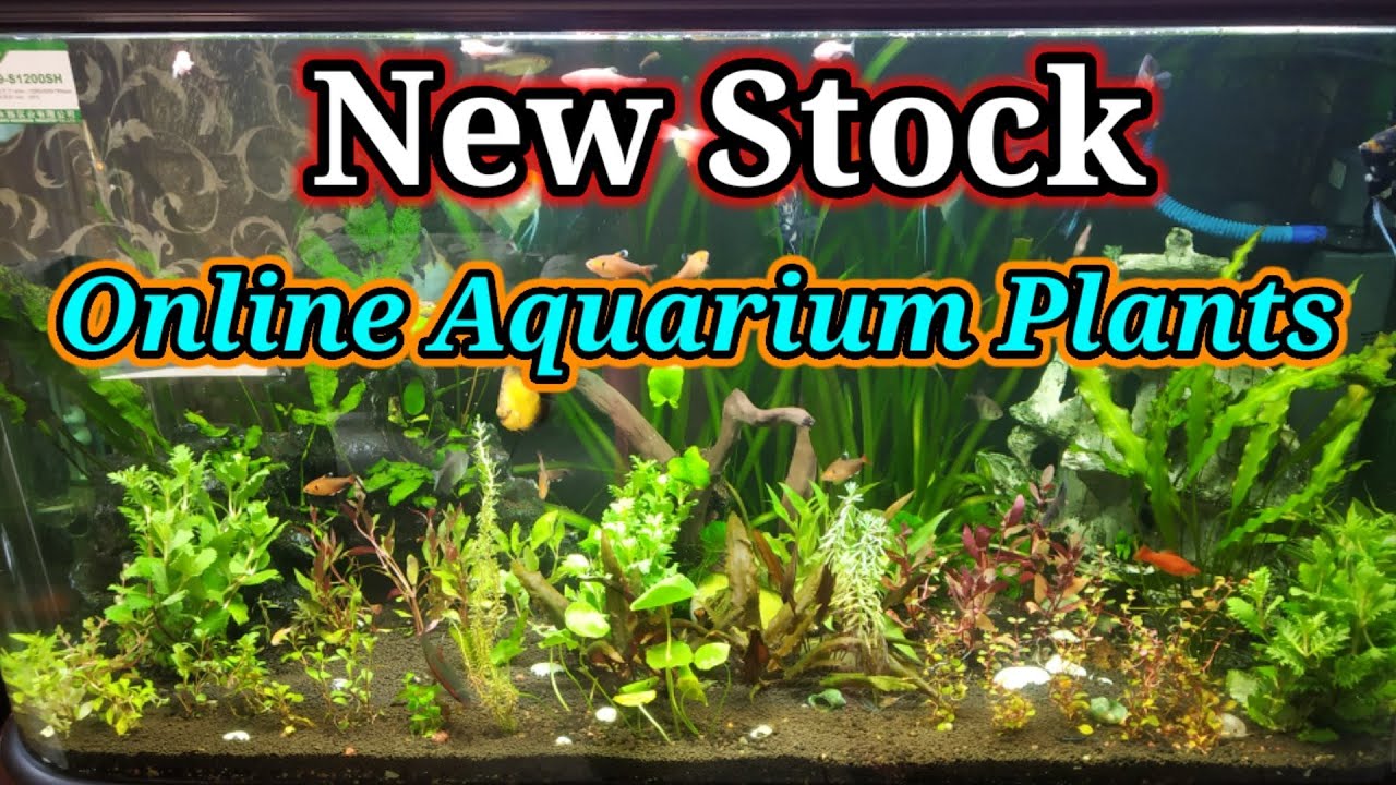 Aquarium Plants & How To Order Aquarium Plants Online ? / Planted