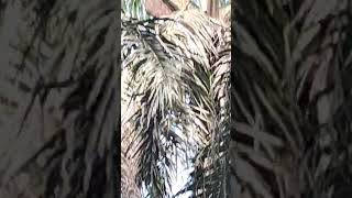 MADU HUTAN APIS DORSATA || INFO HP 082313072394 #dakwah #seputardakwah #madu