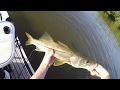 Tampa Bay Fishing Trip (Catching Snook On The Paddleboard) Tampa Bay Fishing Trip (Catching Snook On The Paddleboard)