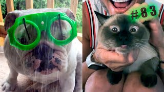 Funny animal videos cats and Dogs 🤣Try not to laugh Challenge! №83