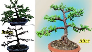 How to make bonsai tree at home ✂️ 🙏